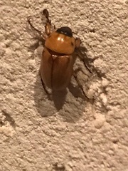 Cyclocephala putrida