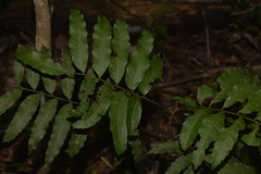 Cupaniopsis baileyana