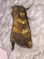 Papaipema cataphracta