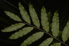 Cupaniopsis baileyana