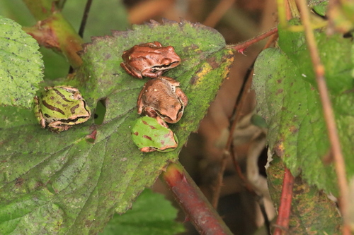 Pacific chorus frog photographed in Washington