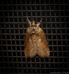 Nycteola indica