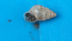Bulimulidae