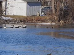 Anas platyrhynchos domesticus