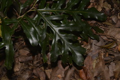 Stenocarpus sinuatus