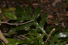 Stenocarpus sinuatus