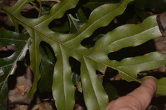 Stenocarpus sinuatus