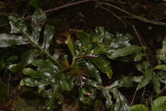 Stenocarpus sinuatus