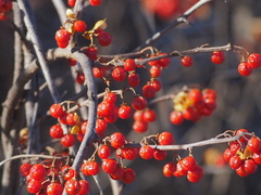 Celastrus orbiculatus