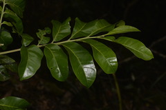 Dysoxylum fraserianum