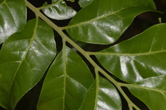 Dysoxylum fraserianum