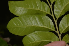 Dysoxylum fraserianum