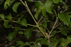 Dysoxylum fraserianum