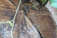 Copeoglossum nigropunctatum