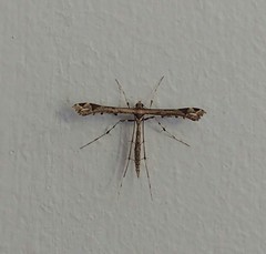 Stenoptilodes sematodactyla