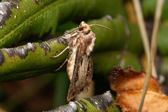 Agrotis robusta