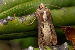 Agrotis robusta