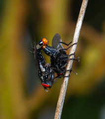 Microcerella chilensis