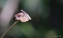 Theagenes dichrous