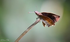 Theagenes dichrous