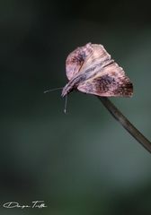 Theagenes dichrous