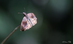 Theagenes dichrous