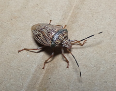 Antiteuchus macraspis