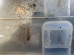 Hypseleotris