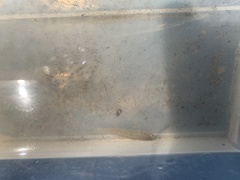 Hypseleotris
