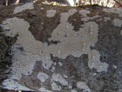 Cylindrobasidium laeve