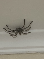 Holconia murrayensis