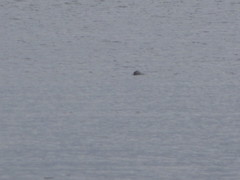 Podiceps auritus