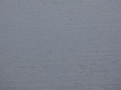 Podiceps auritus