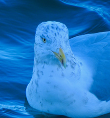Larus argentatus