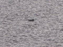 Podiceps auritus