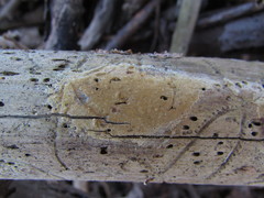 Coniophora arida suffocata