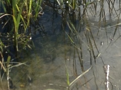 Fundulus heteroclitus