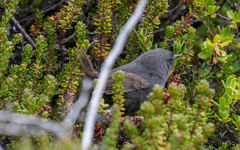 Scytalopus magellanicus