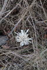 Calliarthron cheilosporioides