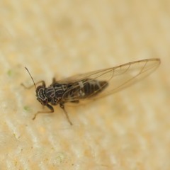 Bactericera cockerelli