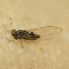 Bactericera cockerelli