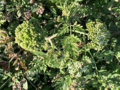 Cnidium monnieri formosanum