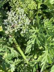 Cnidium monnieri formosanum