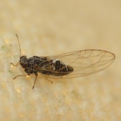Bactericera cockerelli