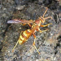 Polistes dorsalis californicus
