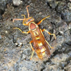 Polistes dorsalis californicus