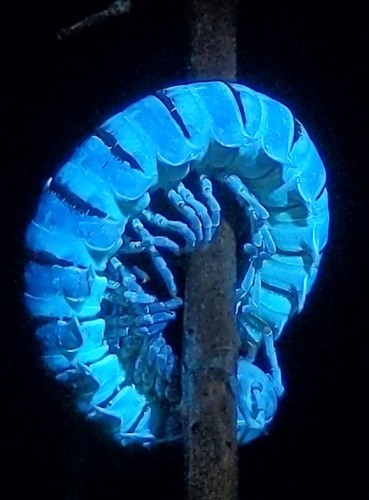 Xystocheir dissecta photo 6