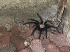 Brachypelma albiceps