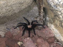 Brachypelma albiceps