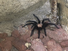 Brachypelma albiceps